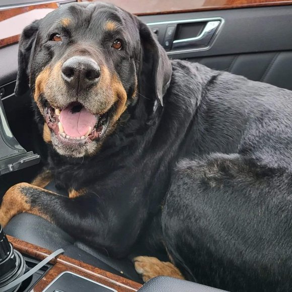 Meet your Posher, Darren - Picture 2 of 3